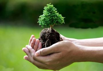 درختکاری، یک سرمایه گذاری سبز