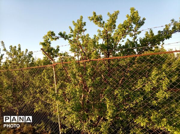 رویش شکوفه ها در روستای فرخ آباد