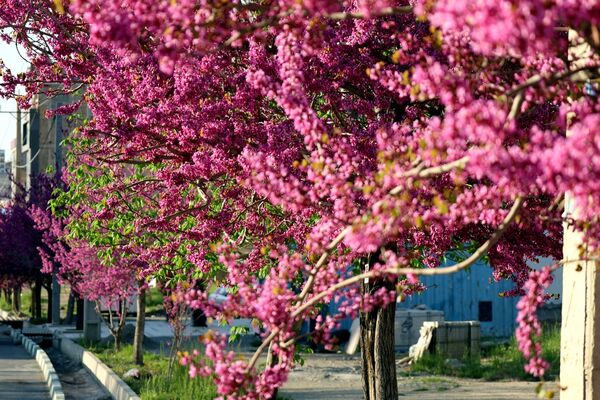 ارومیه شهر رویایی