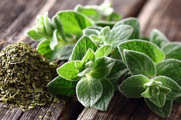 آویشن؛ گیاهی با خواص دارویی، غذایی و صادراتی