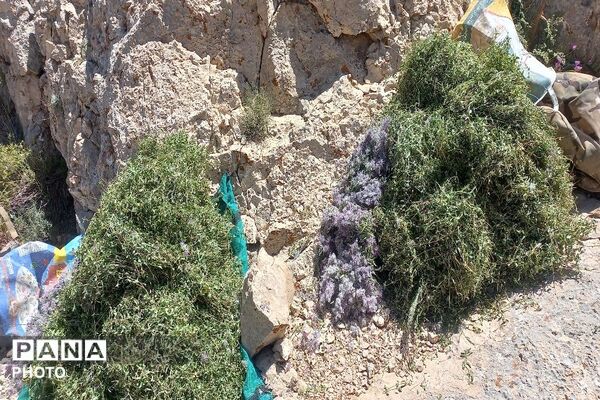 ارتفاعات شهر بار ذخیره‌گاه گیاهان دارویی کمیاب-۲