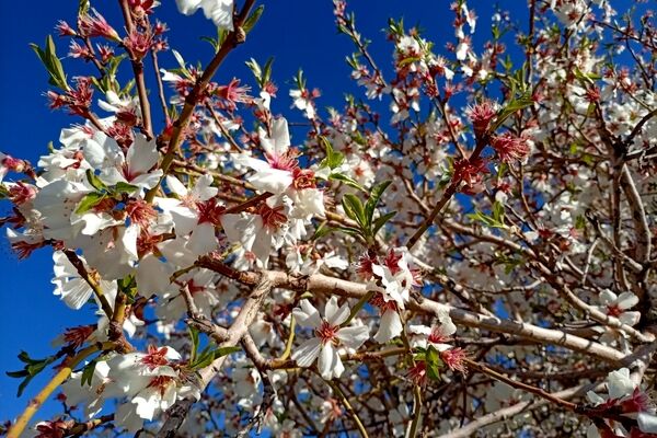 بهار با عطر شکوفه‌ها، دفتری از زندگی تازه می‌گشاید