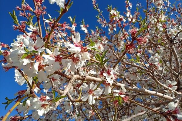 بهار با عطر شکوفه‌ها، دفتری از زندگی تازه می‌گشاید