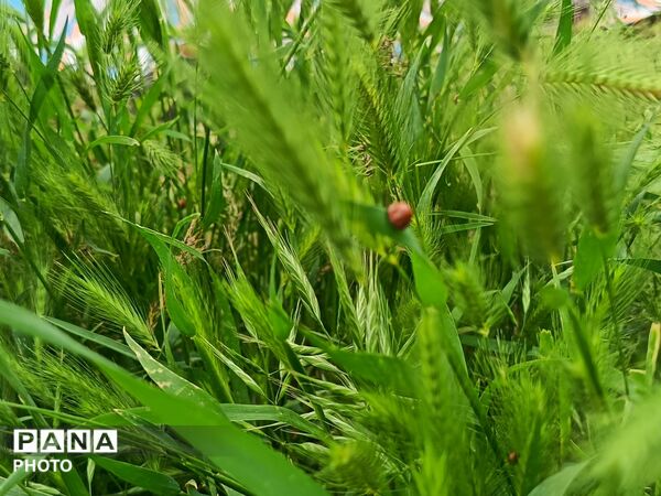 طبیعت در دل روستای برزنون،حال و هوای این دیار از قاب پانا