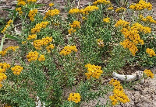 بومادران، گنجینه سبز و شفابخش دامنه‌های زاگرس