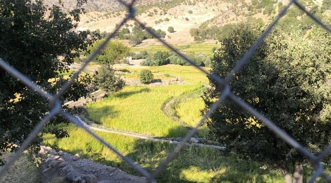 سفید و پربرکت؛ برداشت مرواریدهای میانکوهی در شالیزارها