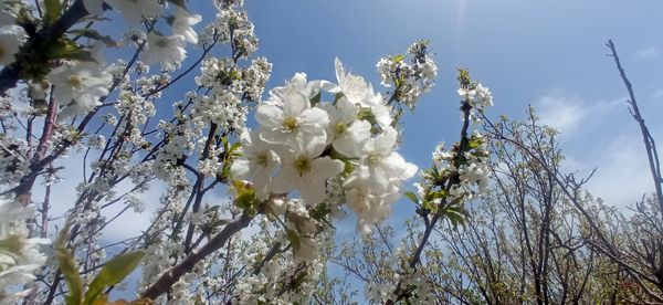 طبیعت بی نظیر روستا سربالا بهترین گزینه برای طبیعتگردی در فصل بهار