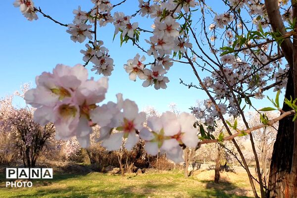زمستان شکوفه پوش در خفر 