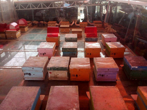 بازدید معاونان پرورشی مدارس قم از «شهر زنبورها»