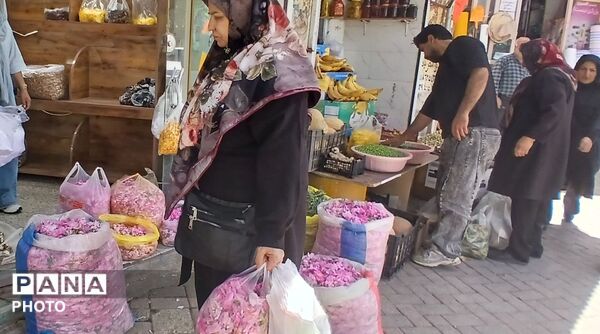 تویسرکان غرق در عطر؛ طلای سرخ و زرد در فصل برداشت به بازار آمد