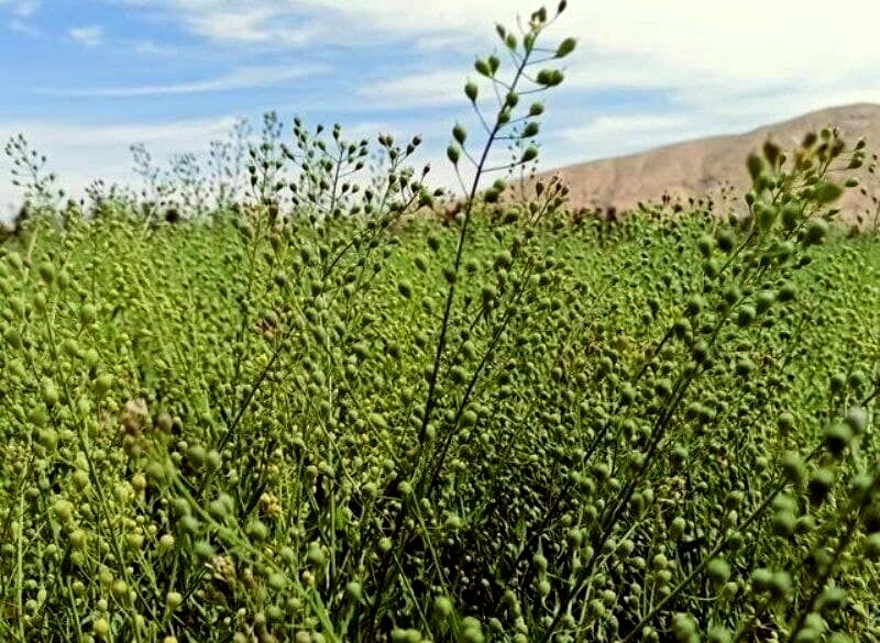 صندوق کشاورزی از تولید دانه های روغنی گلرنگ و کاملینا حمایت می کند
