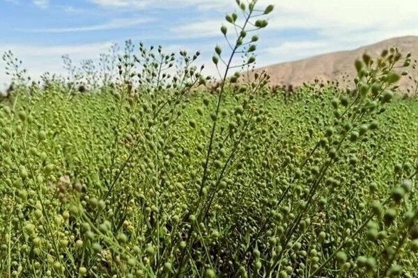 صندوق کشاورزی از تولید دانه های روغنی گلرنگ و کاملینا حمایت می کند