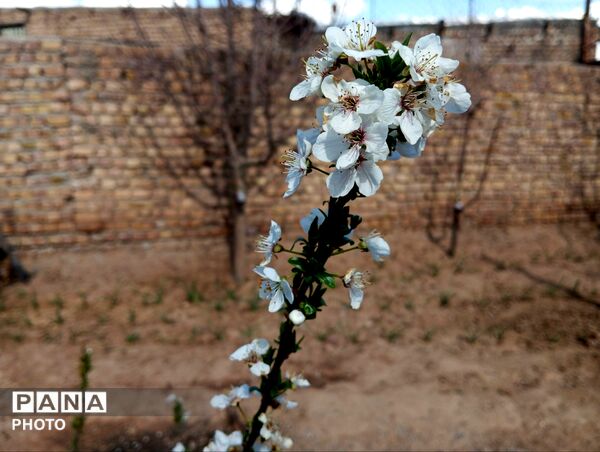 شکوفه دادن درختان روستای فیروزه