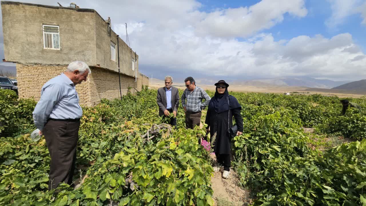 کیل گیری محصولات کشاورزی در شهرستان فاروج