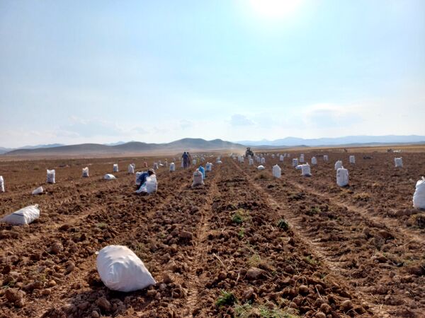 برداشت محصول سیب زمینی در روستای داغیان