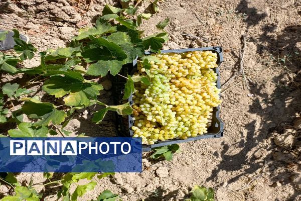 آغاز فصل برداشت انگور از باغات روستای گزکوه فاروج