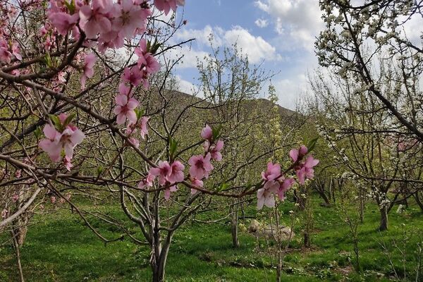 شهر بار نگین سبز خراسان رضوی میزبان فصل بهار 