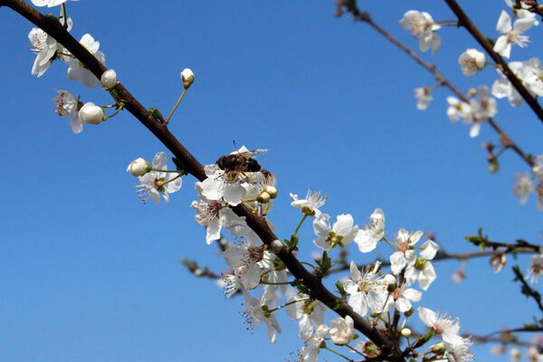 شکوفه‌های بهاری