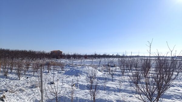 منظره زیبای برف پاییزی در باغات شهرستان نیشابور 