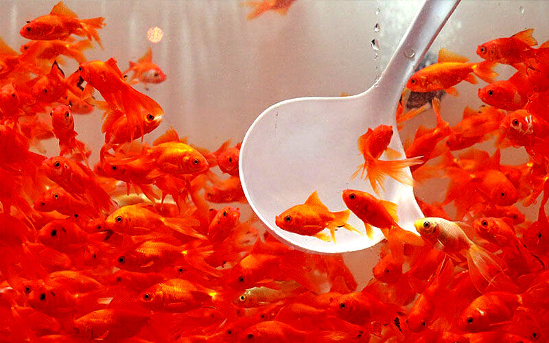 عرضه ۱۱۰ میلیون قطعه ماهی قرمز زینتی برای بازار شب عید