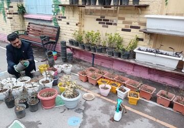 آغاز بهار جوانه سبز سلامتی