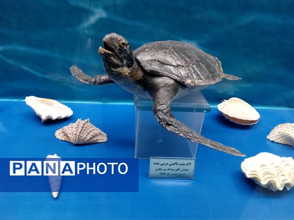 اردوی زیارتی و سیاحتی دارالقرآن سلسه الذهب در موزه حرم امام رضا (ع)