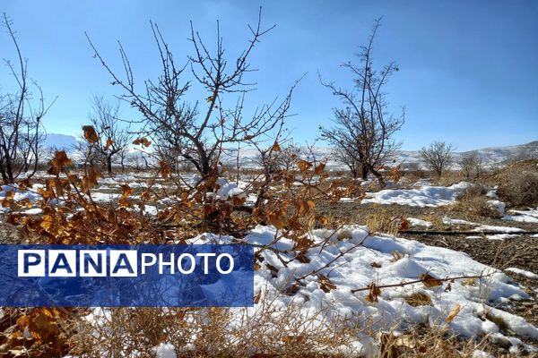 رد پای برف در باغات نهضت آباد اصفهان