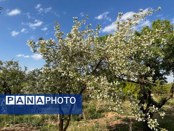 طبیعت هم با آمدن بهار زیبا شد 