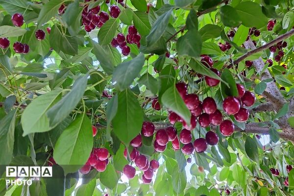 فصل چیدن یاقوت های چشم نواز در شهر بار نیشابور-۲ 