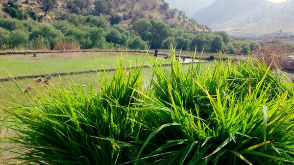 کاشت برنج در روستای بیدله 