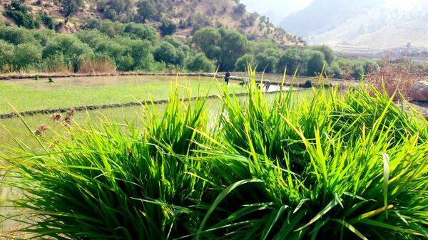 کاشت برنج در روستای بیدله 