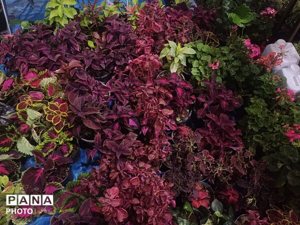 نمایشگاه گل و گیاه و سوغات در همدان