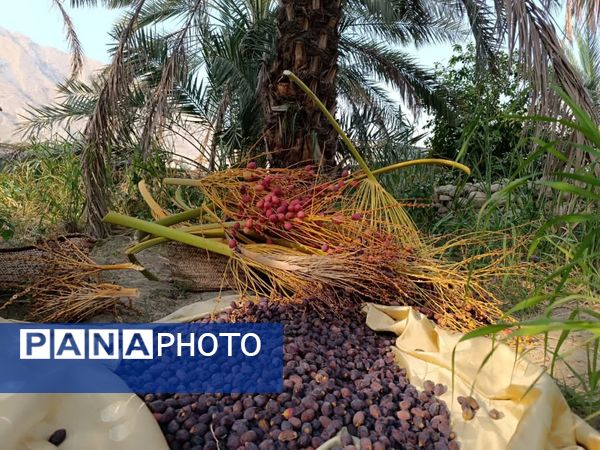 برداشت خرما در شهر رویدر 