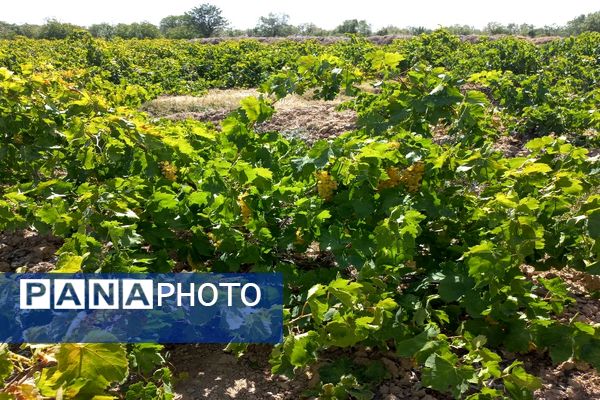 آغاز فصل برداشت انگور از باغات روستای گزکوه فاروج