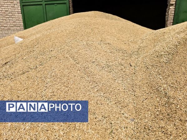 بازدید از مراکز خرید گندم در شهرستان فاروج