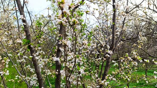 رویداد آیین باستانی سیزده بدر نیشابور در روز طبیعت از  قاب خبرنگاران پانا