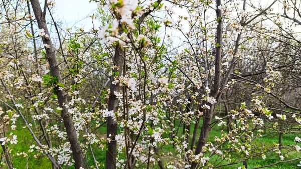 رویداد آیین باستانی سیزده بدر نیشابور در روز طبیعت از  قاب خبرنگاران پانا