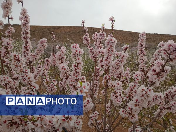 شکوفه‌ درختان، آمدن بهار را مژده می‌‌دهند