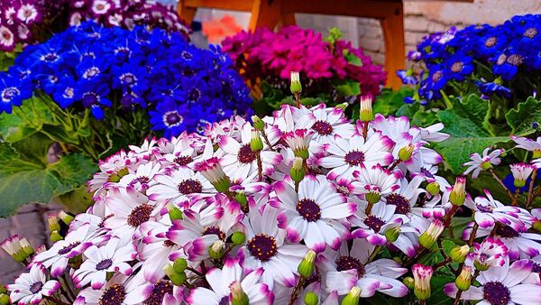 قاب‌هایی زیبا از مغازه‌های بام ایران، در روزهای پایانی سال 