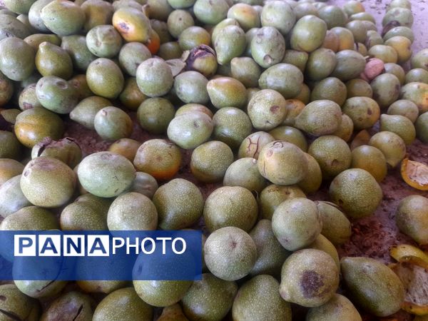 مارکده، سرزمین طلایی بادام و گردو؛ گنجینه‌ای از طعم و سنت در دل سامان