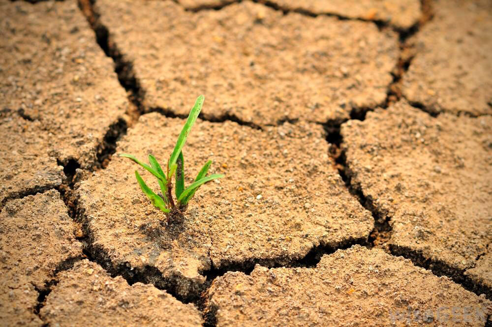 وجود ردپای مرگ میان تَرَک‌های عمیق زمین 