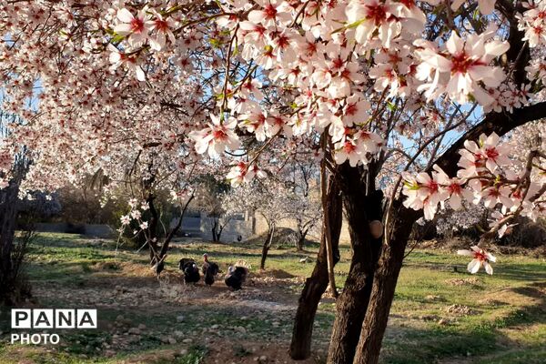 زمستان شکوفه پوش در خفر 