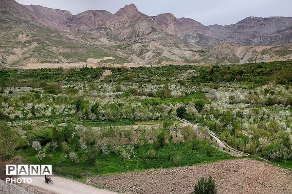 حال و هوای شهر بار نیشابور در فصل زیبای بهار