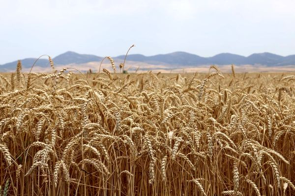 خرید تضمینی گندم از مرز یک میلیون تن گذشت