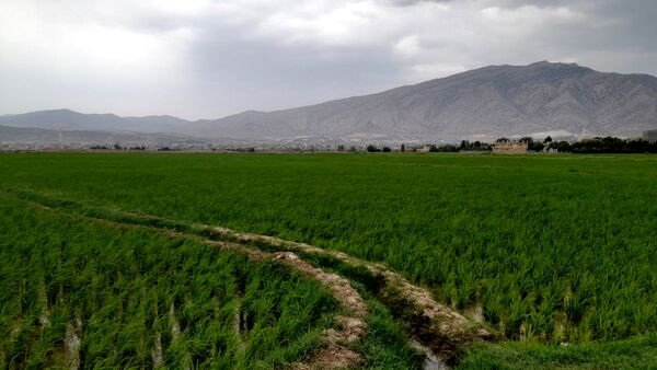 برنج‌کاری در لردگان؛ نماد زندگی و فرهنگ محلی