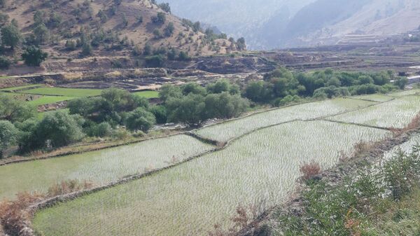کاشت برنج در روستای بیدله 