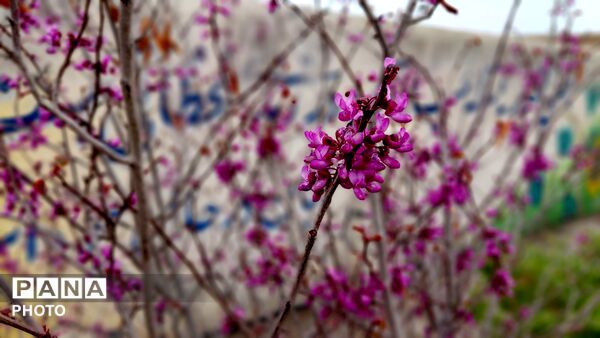 شاخه های درختان فتح آباد،ترانه‌ی شکفتن سرودند