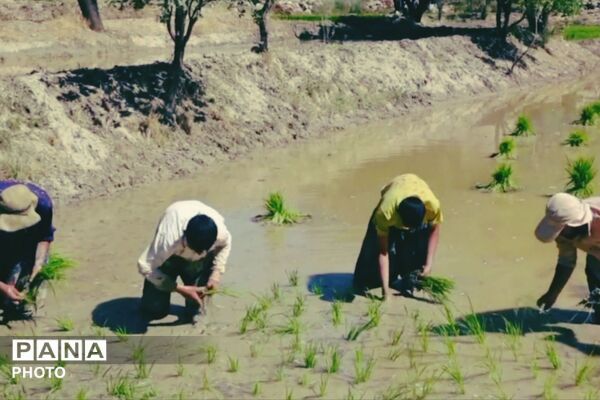 برنجکاری در پلبریده