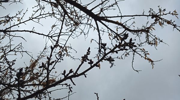 بارش زیبای باران با عطر و بوی بهار در شهرستان بن