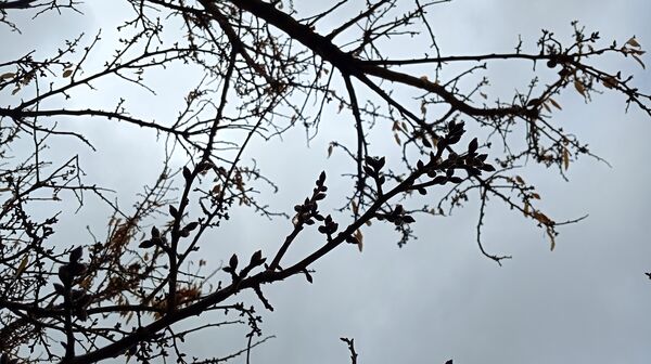 بارش زیبای باران با عطر و بوی بهار در شهرستان بن